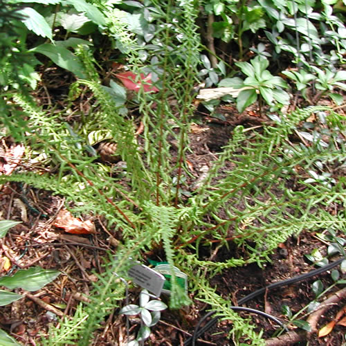 Athyrium filix-femina 'Cruciato-cristatum' Lady Dre's Dagger